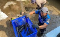 Jangan tertipu! Ikan sapu-sapu bukan perusak ekosistem. Diskusi FIB UI bongkar fakta mengejutkan akar kerusakan sungai dan krisis lingkungan kita.