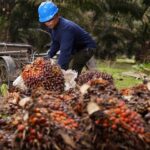 Harga CPO Malaysia bergerak datar di 4.541 ringgit per ton jelang rilis data stok sawit MPOB pekan depan.